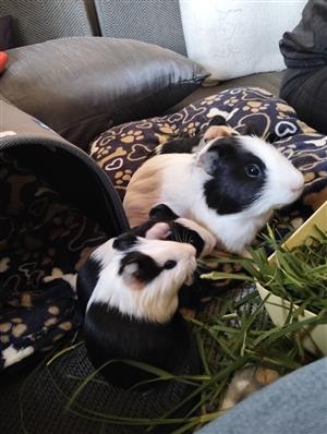Guinea pig's