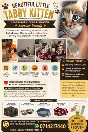Beautiful Little Tabby Kitten is Looking for his Forever Home
