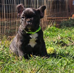 Gorgeous French bulldog puppies available