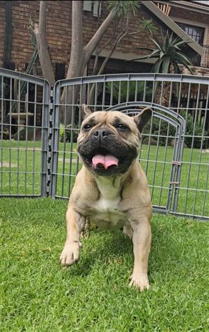 Ava : Frenchie French Bulldog puppies / adults for sale