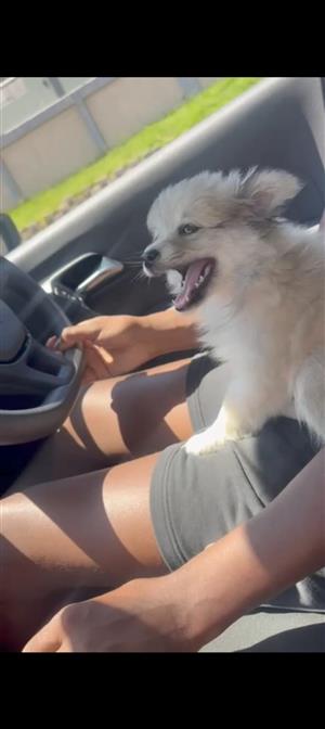 Pomeranian x Maltese puppy