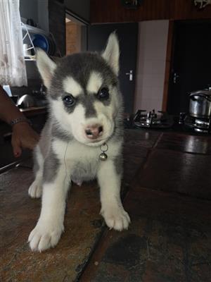 Husky puppies for sale