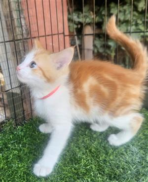 Adorable Orange kitten