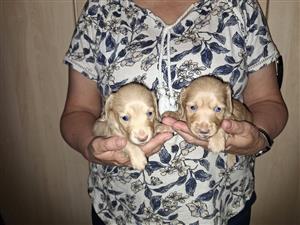 Dachshund pups