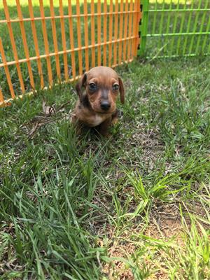 Jackrussel x dachshund (worsie) 