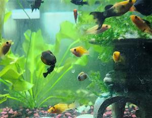 White wizard snails (aquarium snails)