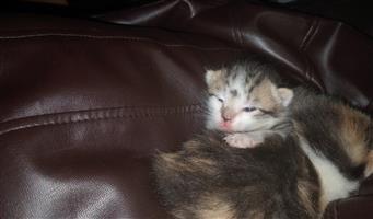 Kittens for sale 
