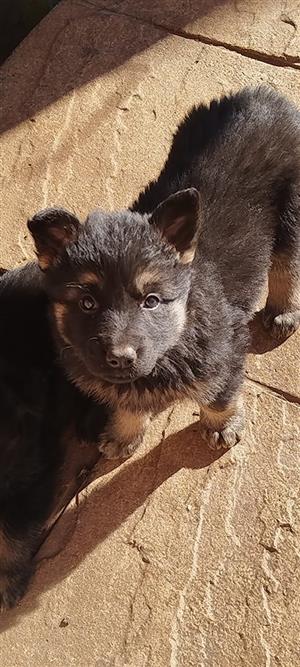 German Shepherd Puppy 