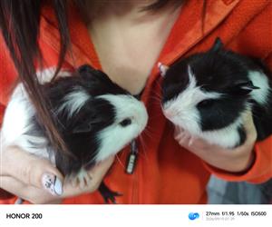  Guinea pigs