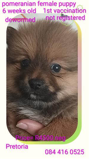 Pomeranian puppies orange sable male and female 