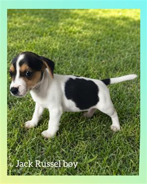 Jack Russel pups