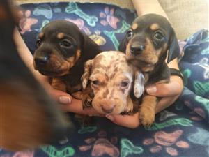 Dachshund puppies available 