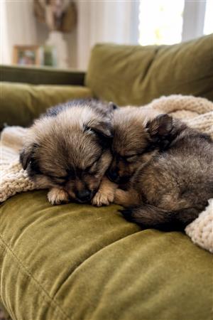 Adorable Toypom Puppies Looking for Loving Homes! 