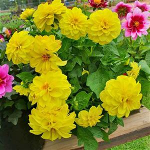 Dahlia Flower A Bag GARDEN MARKET PLACE  NO 1 Gardens Road. HILLCREST