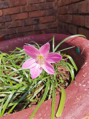 Pink Rain Lillies for sale.
