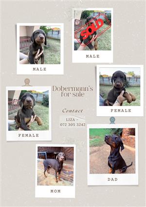 Pure bred Dobermann puppies for sale. Had their first vaccination.
