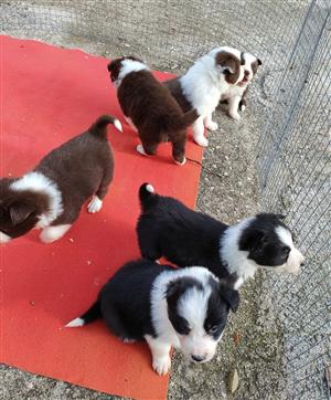  Pure Border Collie puppies