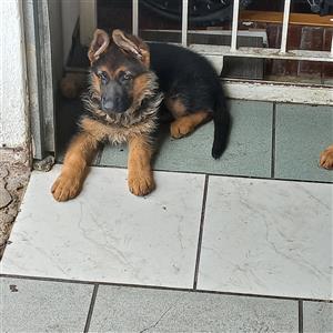 Pure bred German Shepherd  puppies  for sale