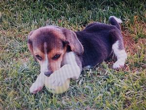 Special on Beautiful Beagle Puppies