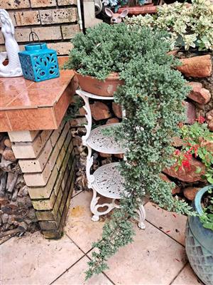 Te koop bonsaai 5 jaar oud