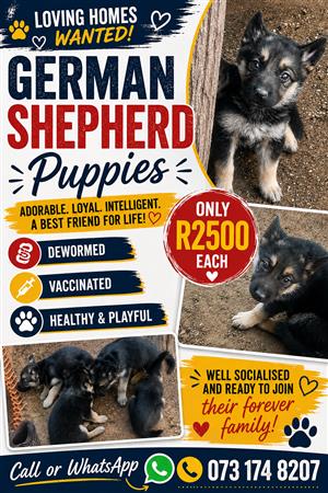 German puppies vaccinated 