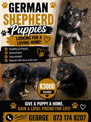 German puppies vaccinated 