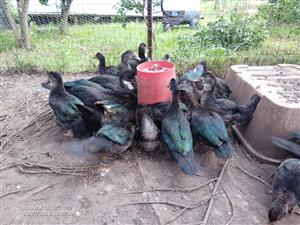 Malachite Muscovy Ducks For Sale, Males and Females 