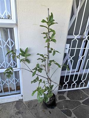 Fruit-bearing Guava Tree 1,5m+ tall 