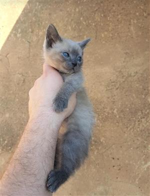 Siamese  Kittens