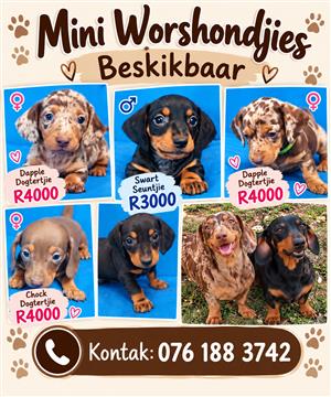 Mini Dachshund puppies