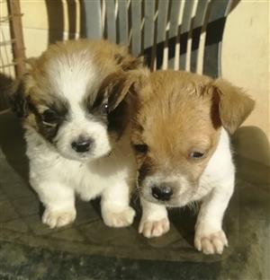 pekingese x jack russell
