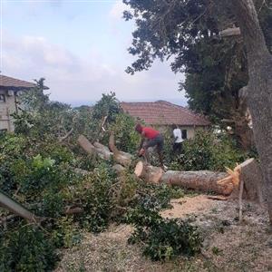 tree felling  services for sale  Durban - Morningside