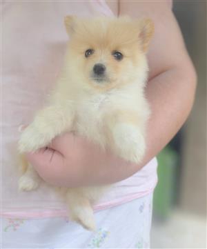 Pomeranian puppies