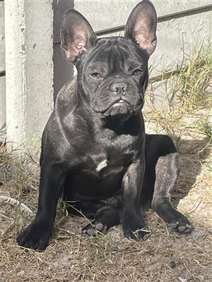 French bulldog