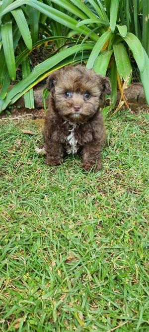 Adorable yorkipoo boy available 