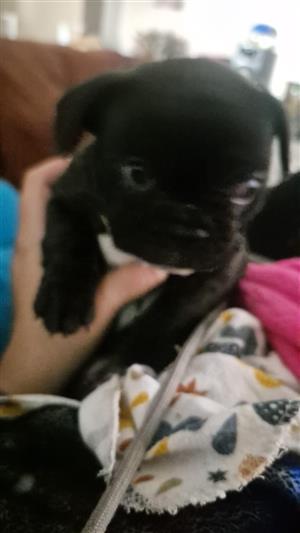 Beautiful French bulldog puppies available