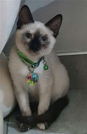 Kittens - pedigreed, registered Siamese Thai kittens, vet checked, vaccinated 