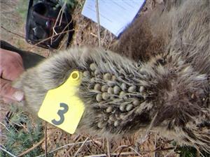 Dip jou diere betyds die somer teen bosluise! Hoogte verstelbare rol dip voerbak vir alle Wild, Vee