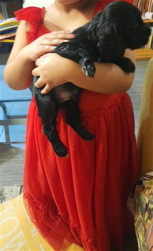 Beautiful Cocker Spaniel Puppies Available