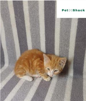 Ginger Kitten for Sale