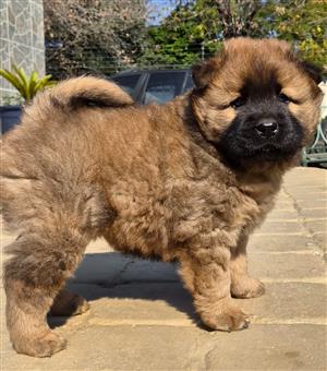 Chow Chow Puppies Looking for Their Forever Homes and Loving Family