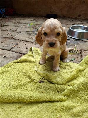 Spaniel puppies