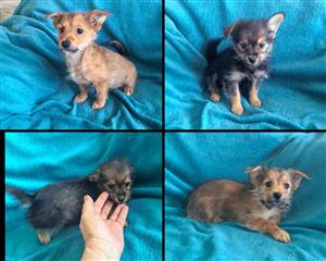 Yorkie Pom pups