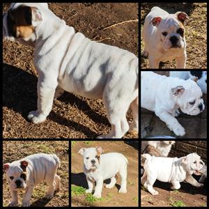 Stunning English bulldog puppies available