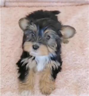 Yorkie puppy 