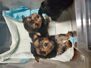 Please Buy Us "Yorkies" we are available