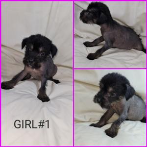 Hairless Chinese Crested puppies