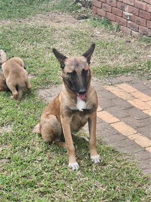 Belgian Malinois Dog .