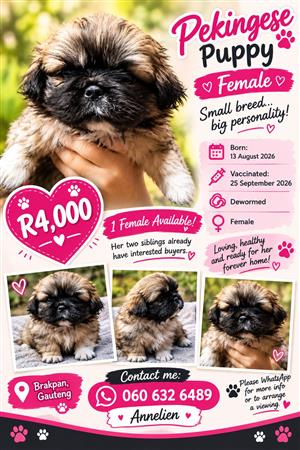 Pekingese puppy female