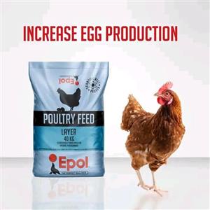 Epol chicken laying feed